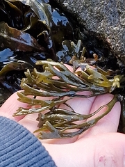 Pelvetia canaliculata