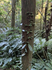 Hydrangea viburnoides