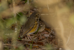 Hylopezus ochroleucus