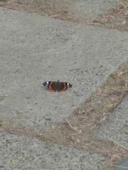 Vanessa atalanta
