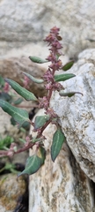 Atriplex prostrata