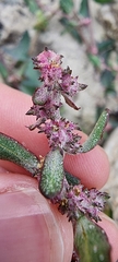 Atriplex prostrata