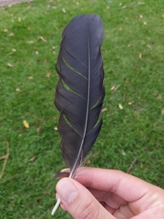 Corvus coronoides