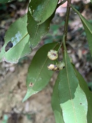 Ardisia quinquegona