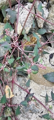 Atriplex prostrata