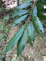 Ardisia quinquegona
