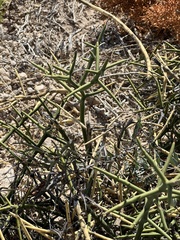 Koeberlinia spinosa
