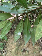 Ardisia quinquegona
