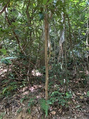 Ardisia quinquegona