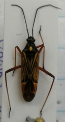 Miris striatus