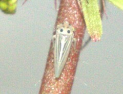 Austroagallia bifurcata