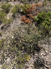 Koeberlinia spinosa