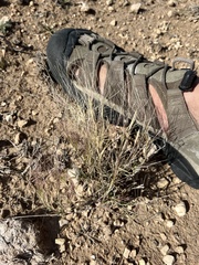 Scleropogon brevifolius