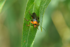 Cantharis