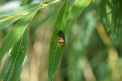 Cantharis