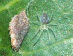 Araneae
