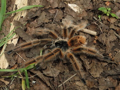 Phrixotrichus vulpinus