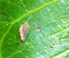 Araneae