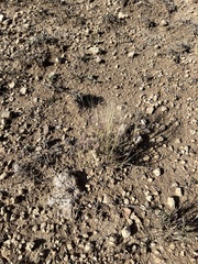 Scleropogon brevifolius