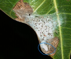 Araneae