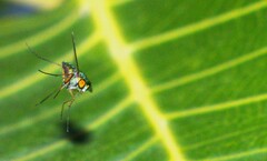 Chrysosomatini