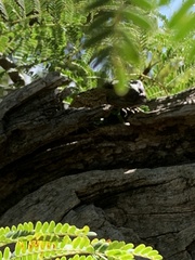 Varanus albigularis albigularis