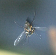 Chrysosomatini