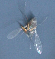 Chrysosomatini