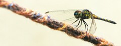 Brachydiplax sobrina