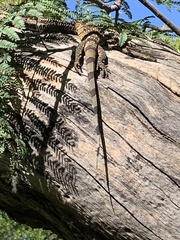 Varanus albigularis albigularis