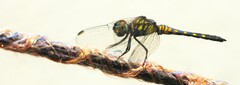 Brachydiplax sobrina