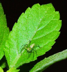 Oxyopes