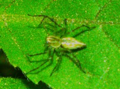 Oxyopes