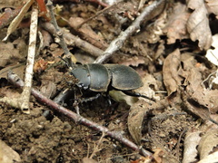 Apterodorcus bacchus
