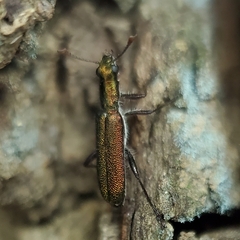 Lemidia