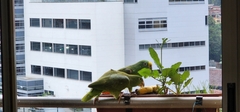 Amazona ochrocephala