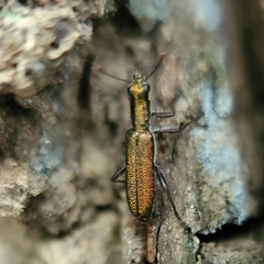 Lemidia