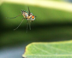 Chrysosomatini