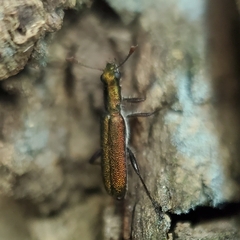 Lemidia