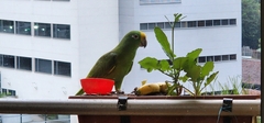 Amazona ochrocephala