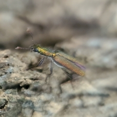 Lemidia