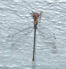 Lestes elatus
