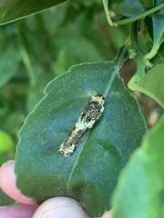 Papilio demodocus demodocus