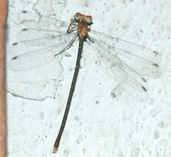 Lestes elatus