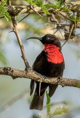 Chalcomitra senegalensis