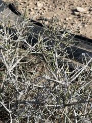 Ephedra antisyphilitica