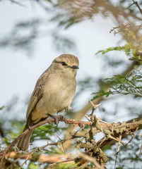 Bradornis microrhynchus