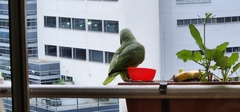 Amazona ochrocephala