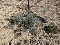Ephedra antisyphilitica