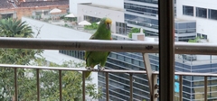 Amazona ochrocephala